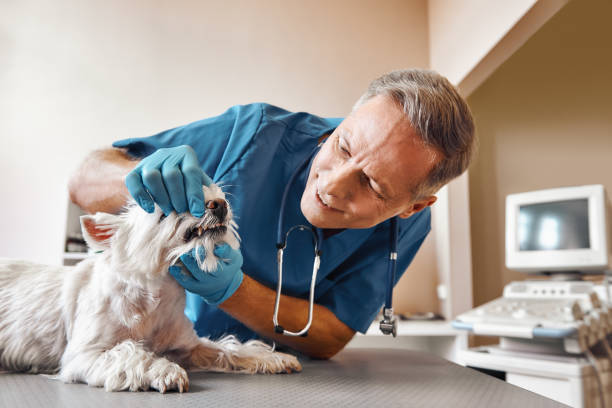 Fast & Reliable Emergency Dental Services in AR